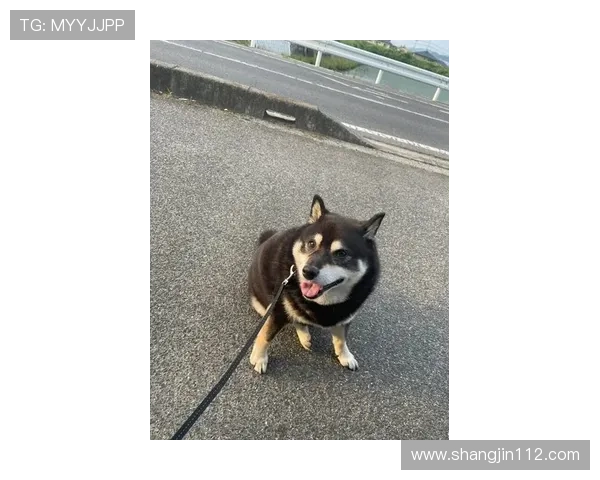 如何顺利完成缅甸果博开户的详细步骤与注意事项 如何顺利完成缅甸果博开户的详细步骤与注意事项